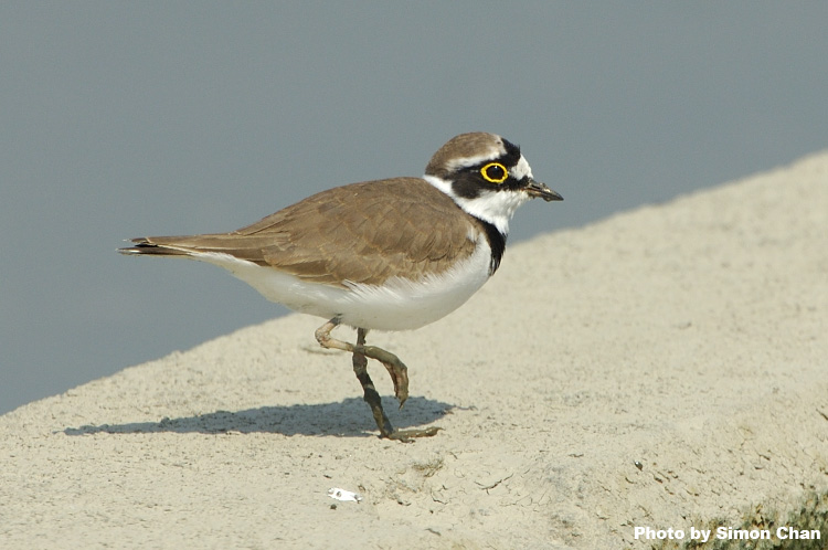 Little Ringed Plover_1.jpg