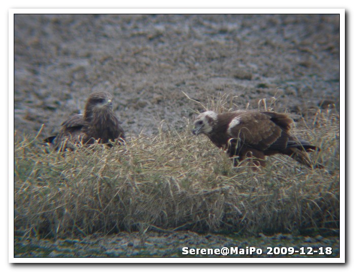 Black Kite & Eastern Marsh Harrier.jpg