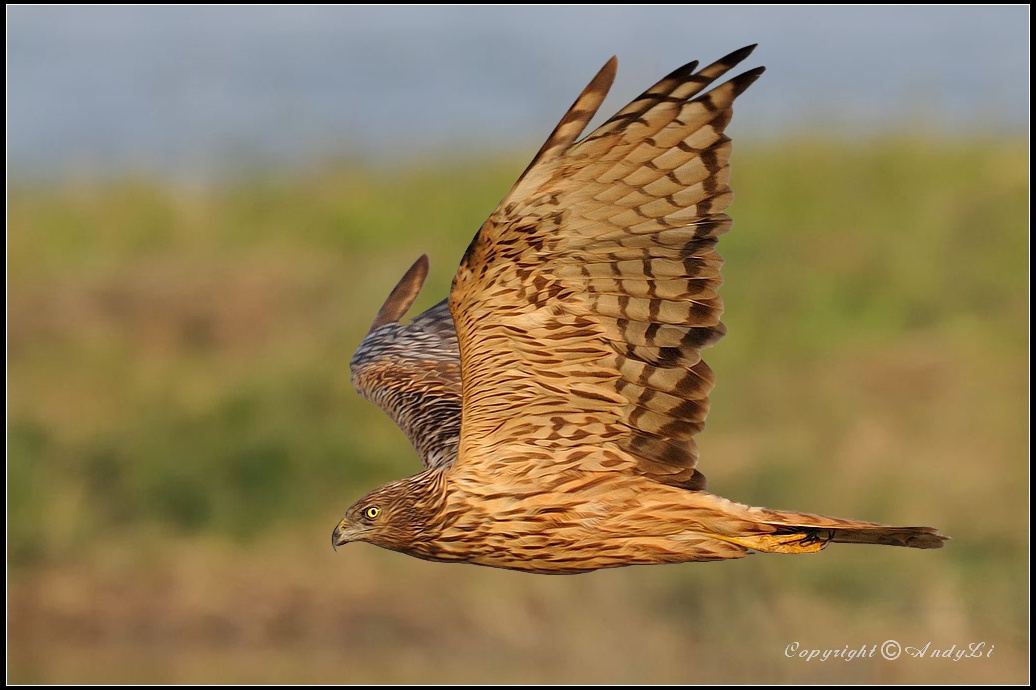 Eastern Marsh Harrier - 澤鷂( adult ).jpg