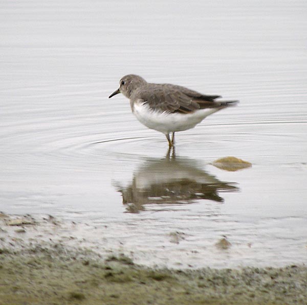 temmincks stint DSCN1995.jpg