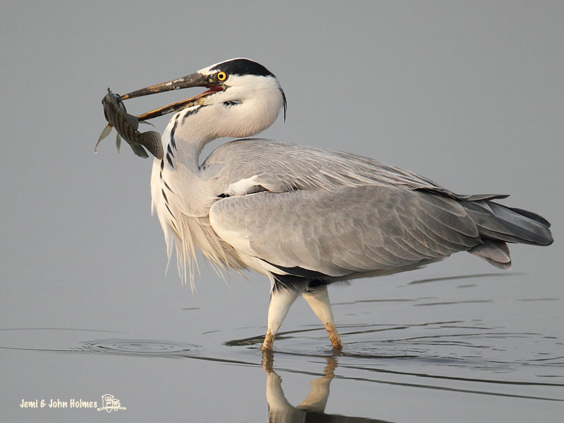 Grey_Heron_0493-01.jpg