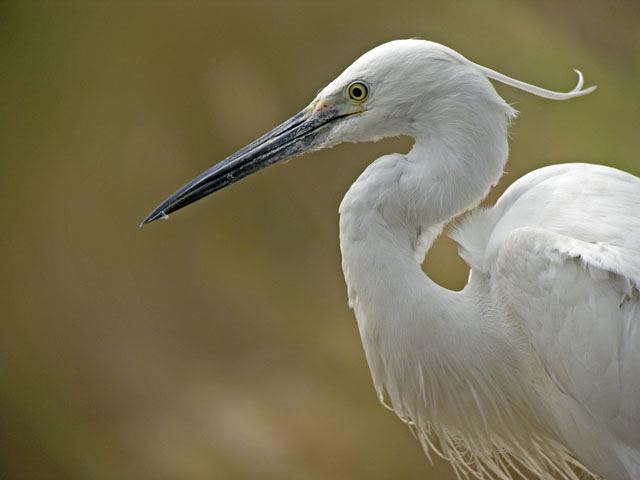 little egret.breed.close.adj DSCN2402.jpg