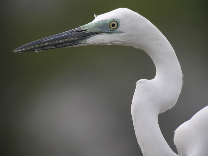 great egret.breed.close.orig DSCN2342.jpg