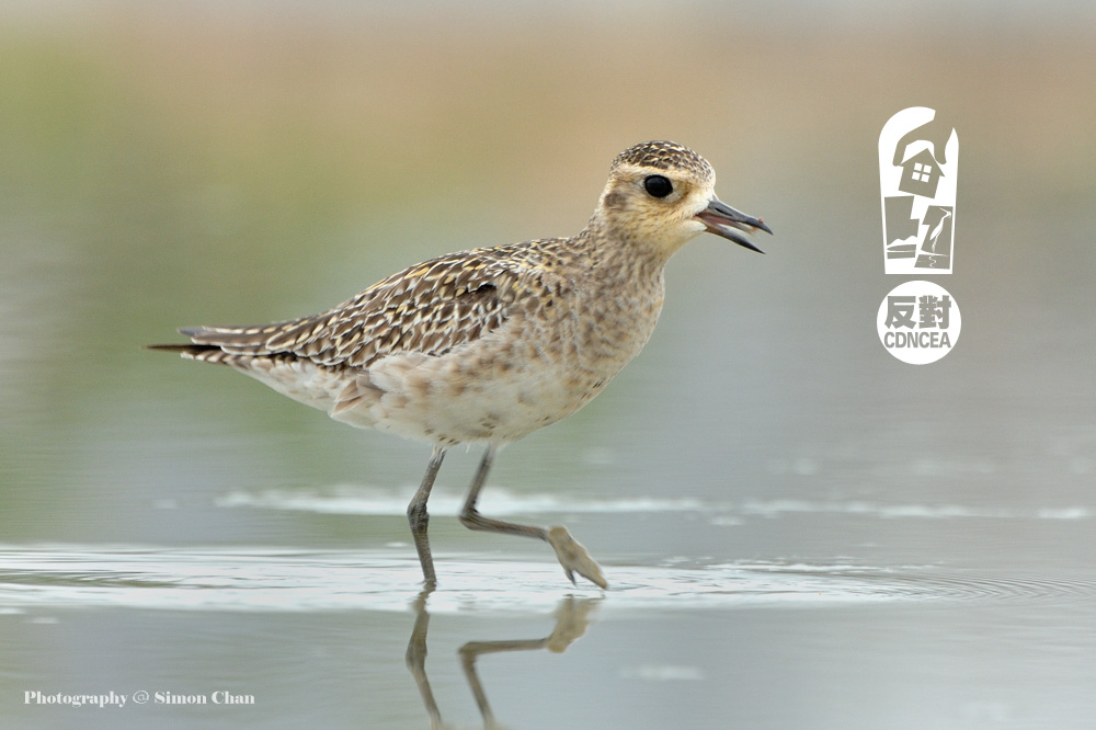 Pacific Golden Plover.jpg