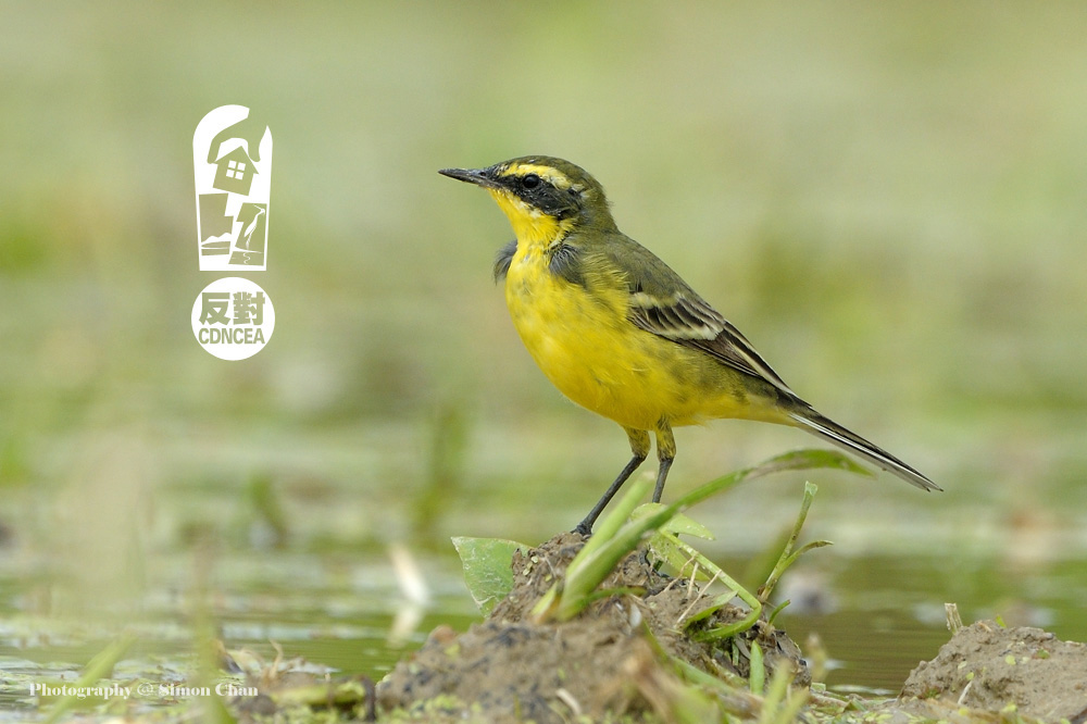 Yellow Wagtail.jpg