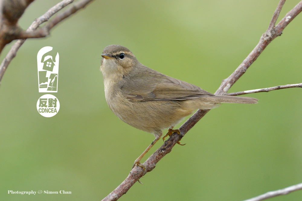 Dusky Warbler.jpg