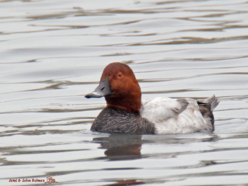 CPochard_2482-01.jpg