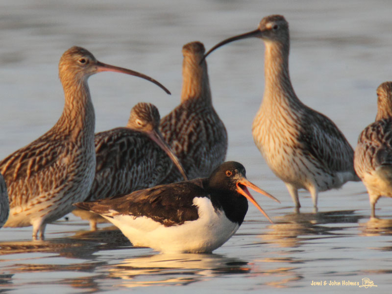 Oystercatcher_2894-01.jpg