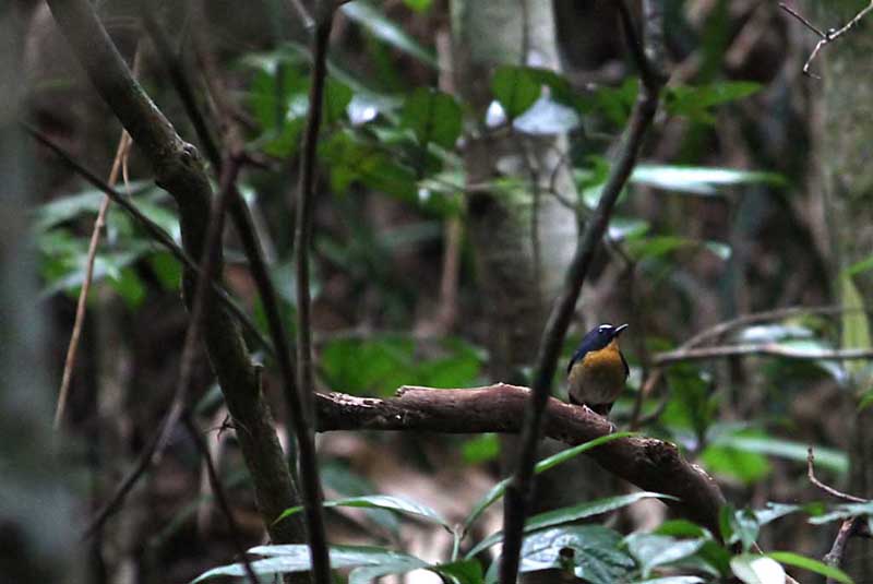 Snowy-browed flycatcher c.jpg