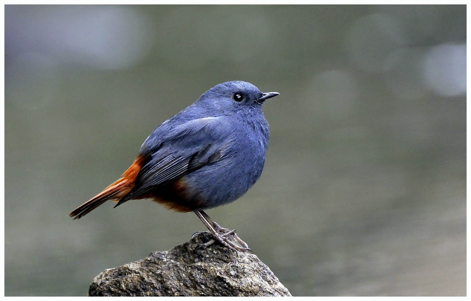 Plumbeous Redstart 紅尾水鴝 01 (3).jpg