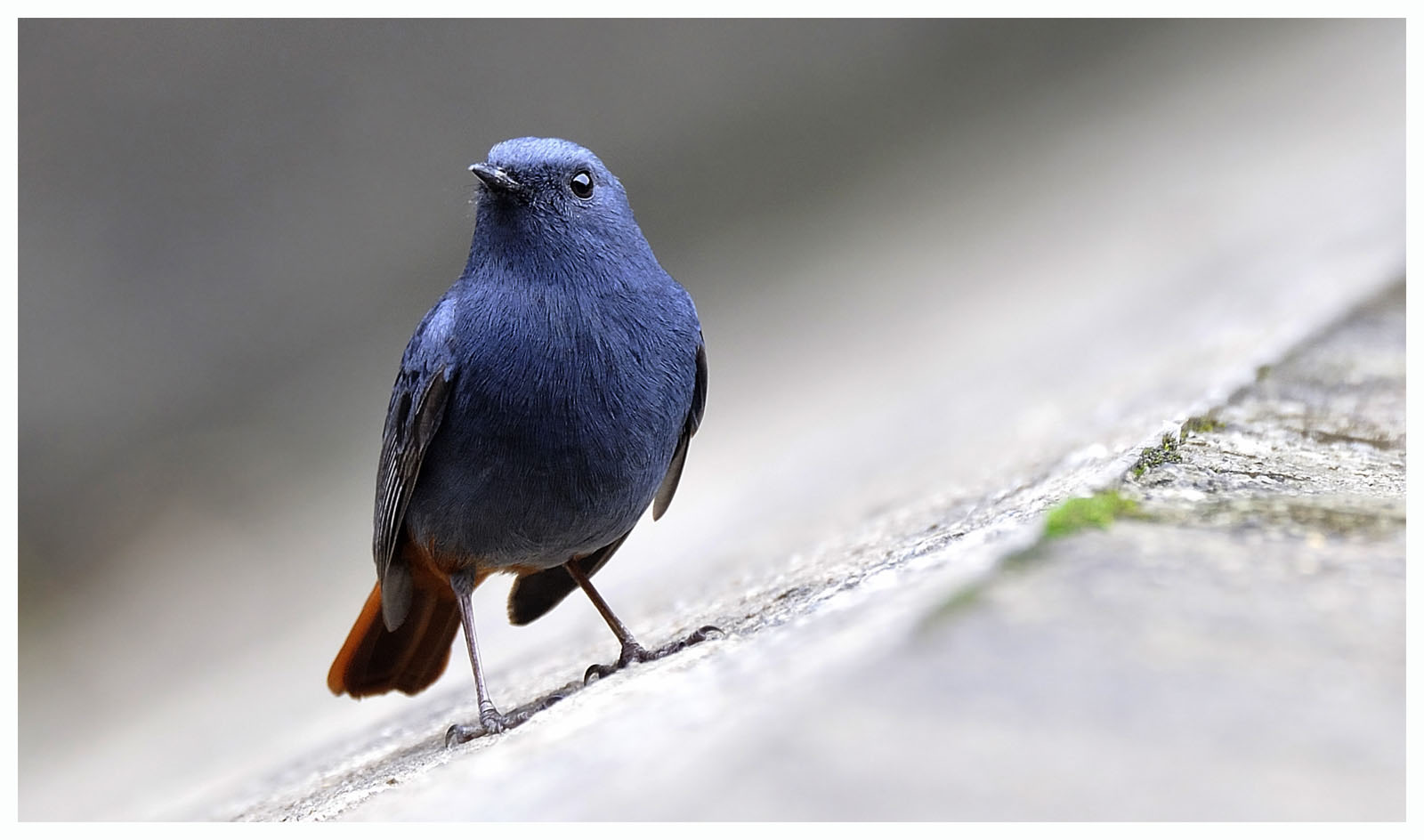 Plumbeous Redstart 紅尾水鴝 01 (4).jpg