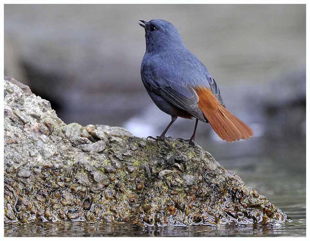 Plumbeous Redstart 紅尾水鴝 01 (6).jpg