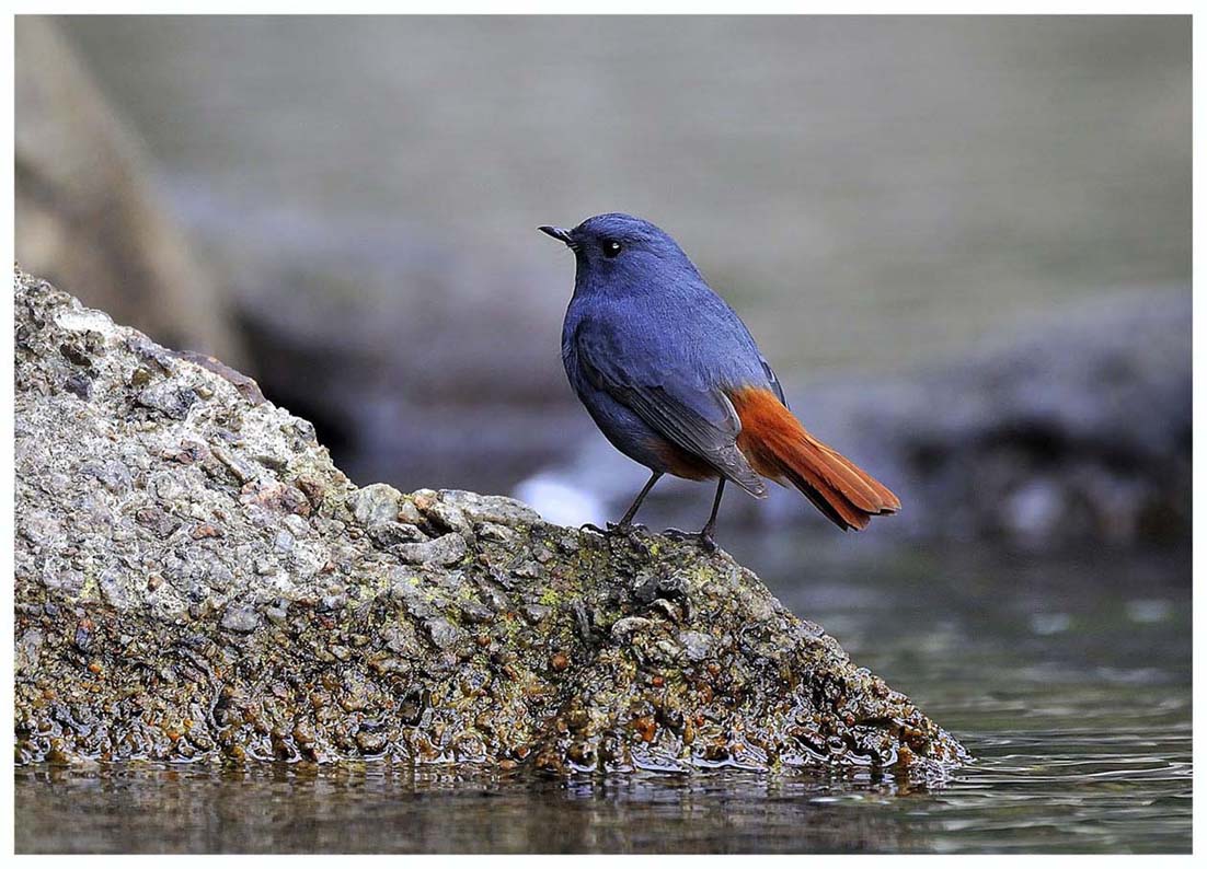 Plumbeous Redstart 紅尾水鴝 03.jpg