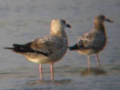 20100109_MP_Gulls.jpg