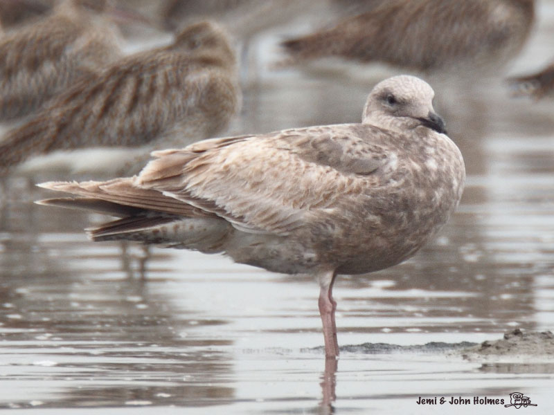 Slaty-B_Gull_2292-01.jpg