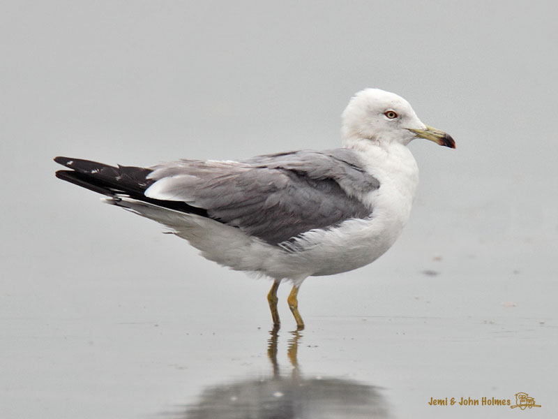 B_Tailed_Gull_2301-01.jpg