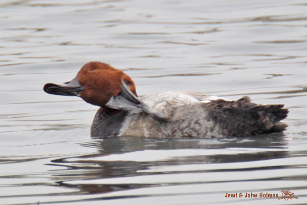 Pochard_scratch_2509-01.jpg