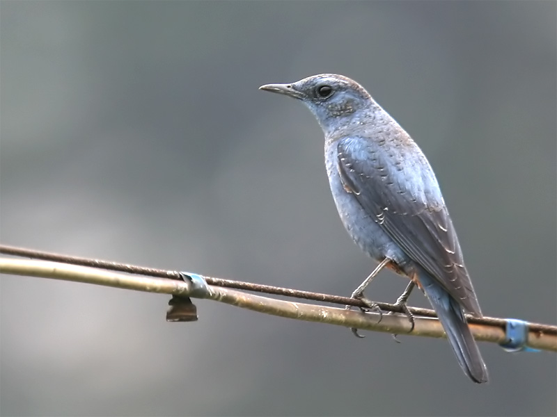 Blue-rock thrush pandoo male.jpg