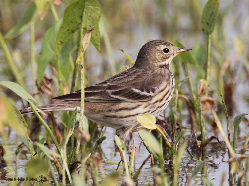 BBPipit_JJH_3507-01.jpg