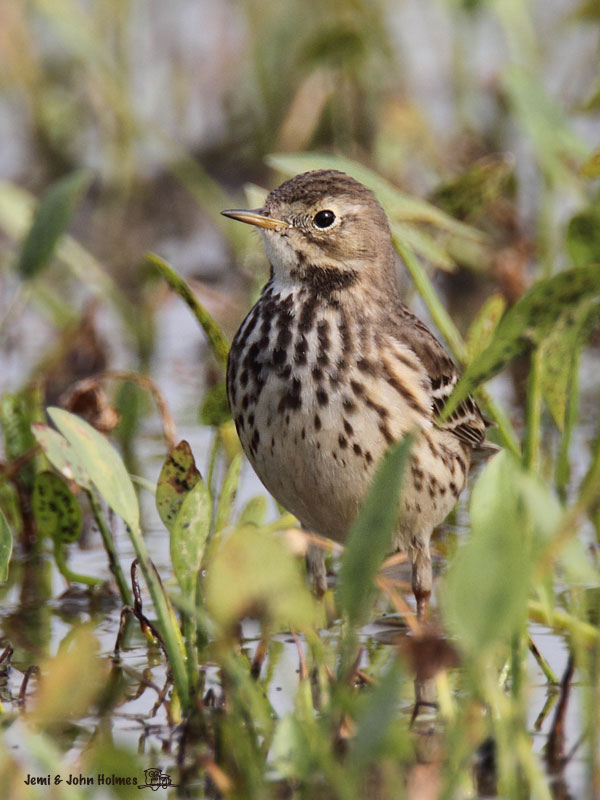 BBPipit_portrait_JJH_354-01.jpg