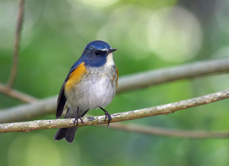 RED-FLANKED BLUETAIL.jpg
