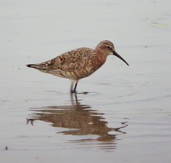 curlew sandpipersDSCN3859.jpg