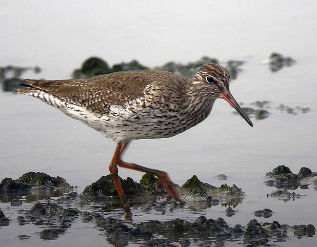 redshank DSCN2855.jpg