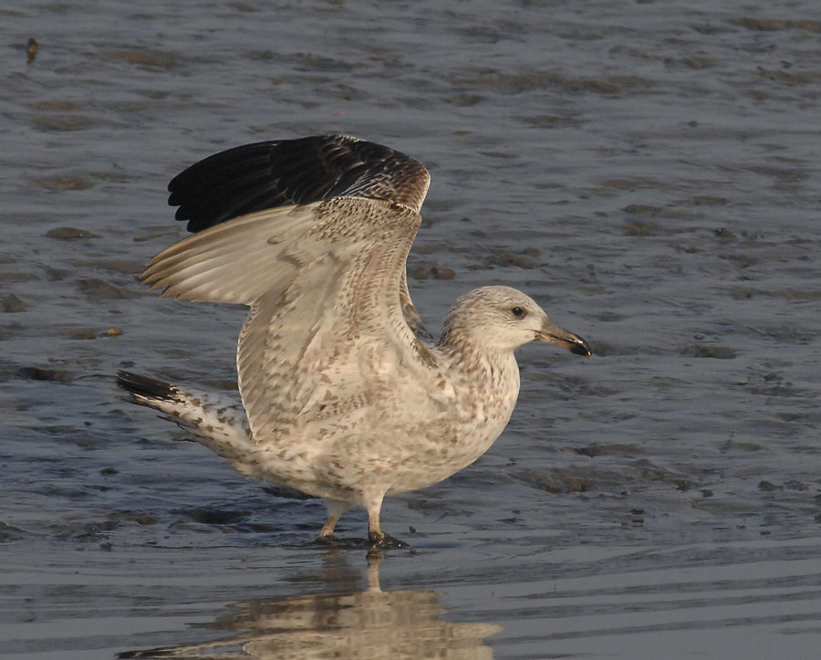 unknown gull D2x_DSC0370.jpg