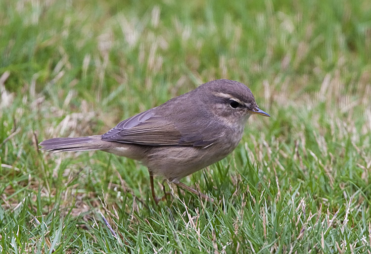 Dusky warbler.jpg