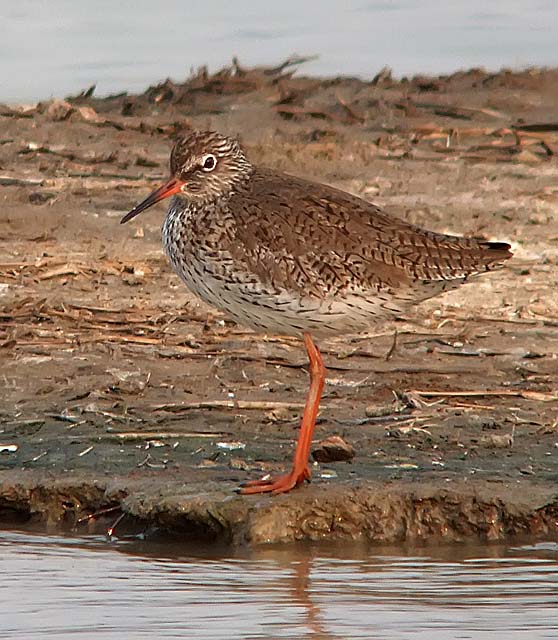 redshank.adj DSCF3018.jpg