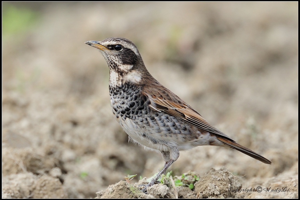 Dusky Thrush - 班鶇b.jpg