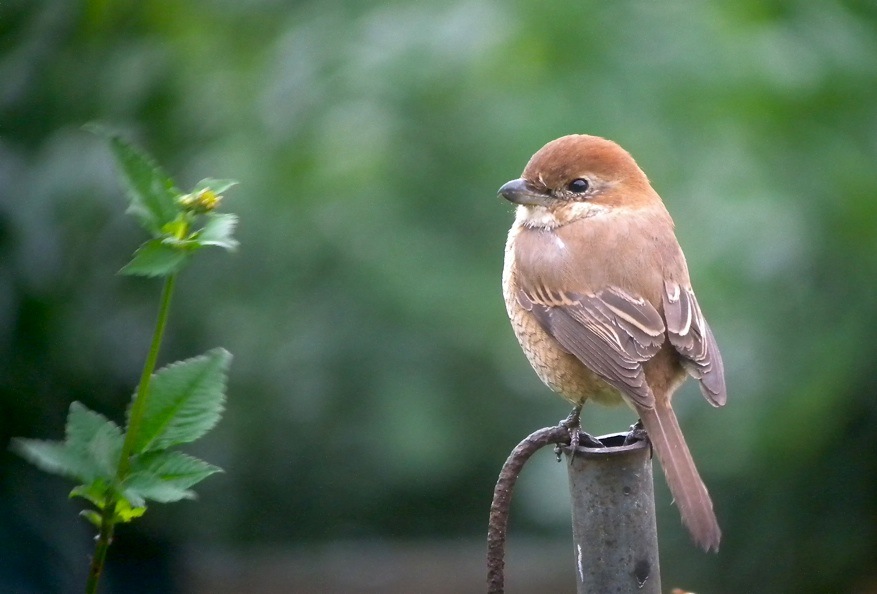 DSCN0587 BHShrike 1 bf.jpg