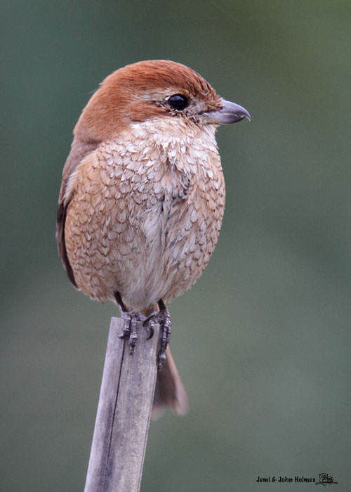 BHShrike_005-01.jpg