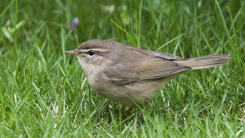 Dusky warbler.jpg