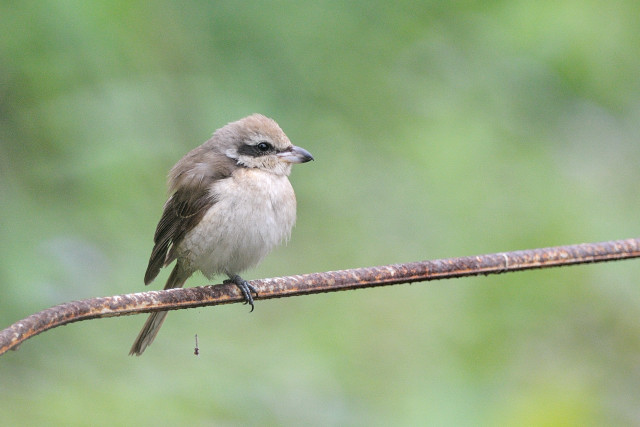 DSC_2302.JPG