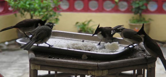 bulbuls-feasting-on-rice-web.jpg