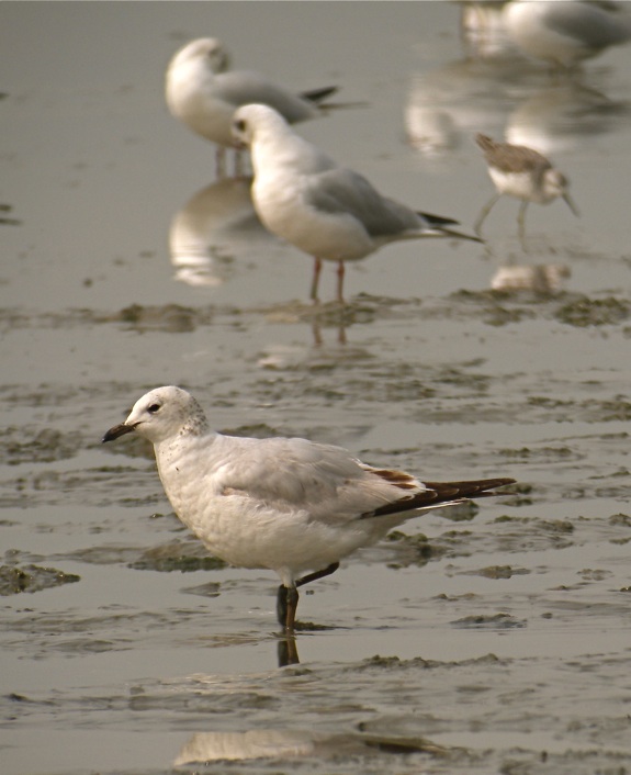 DSCN0776 relict gull bf.jpg