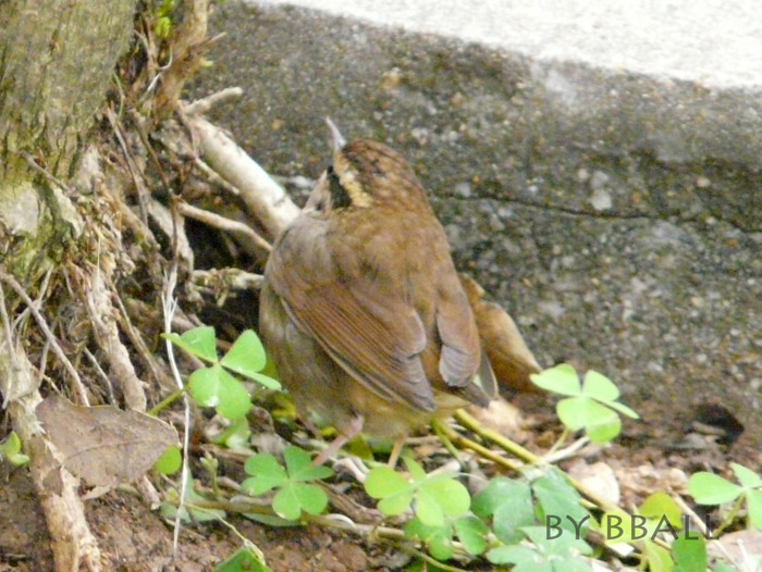 asian stubtail warbler.jpg