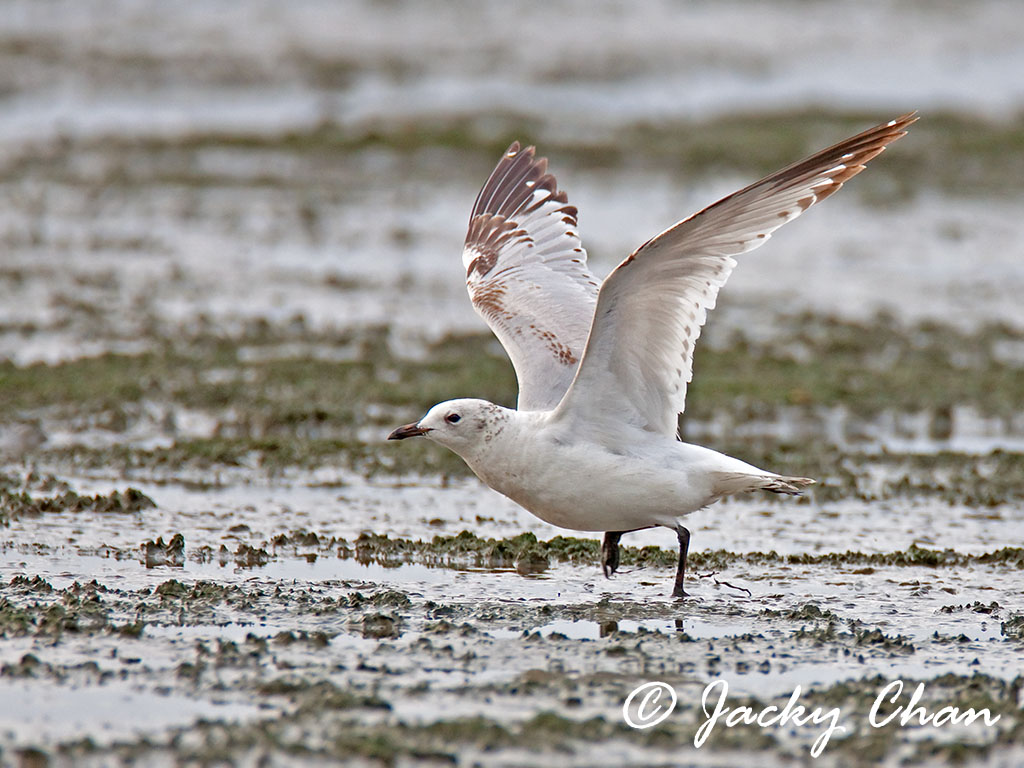 Relict Gull 遺鷗2.jpg