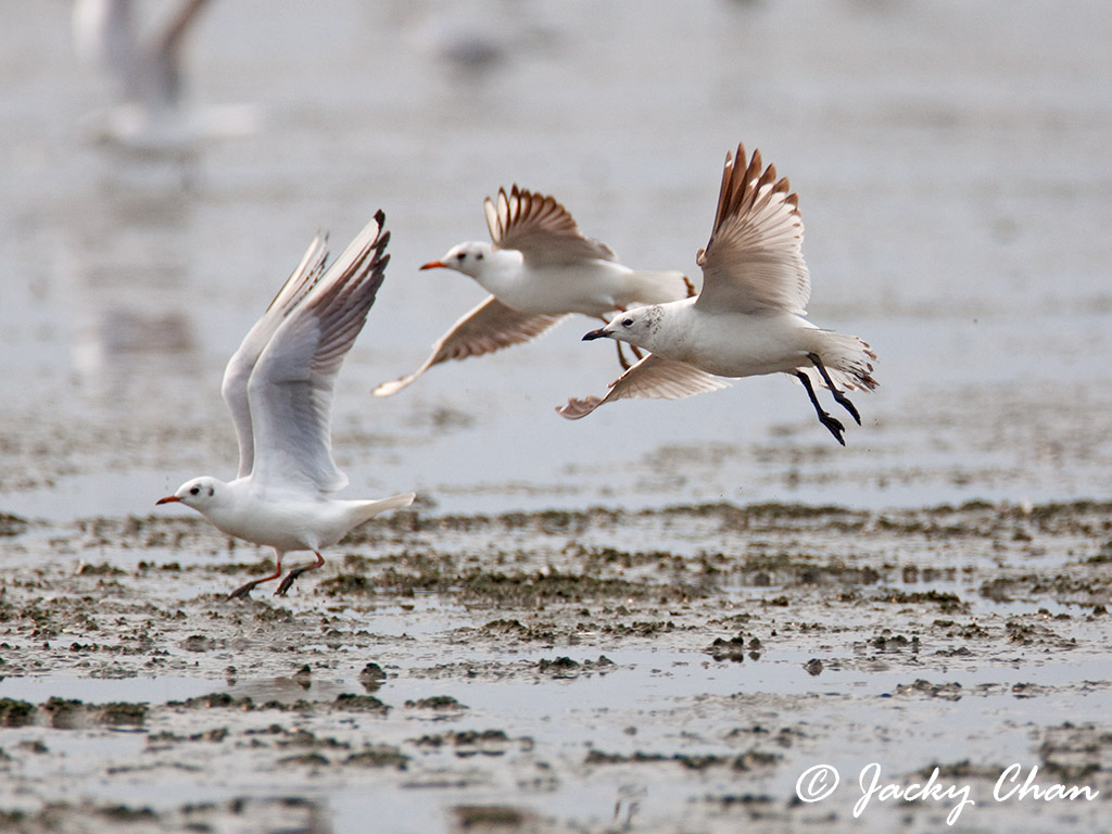 Relict Gull 遺鷗3.jpg