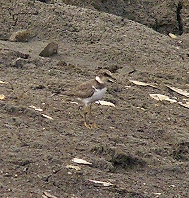 unknown plover DSCN4906.jpg