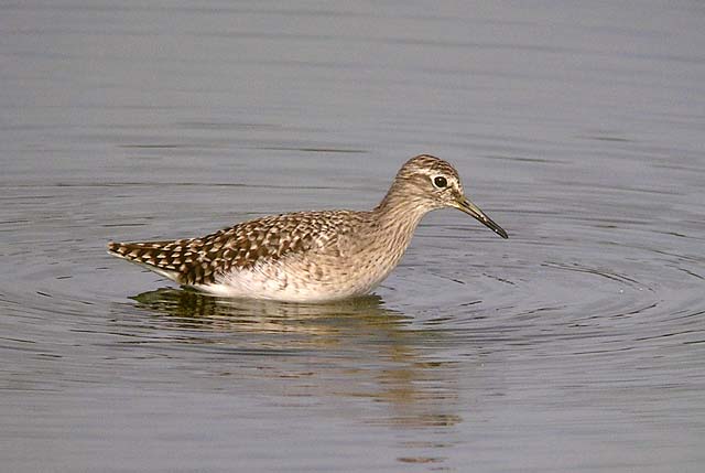 wood sandpiper DSCN4918.jpg