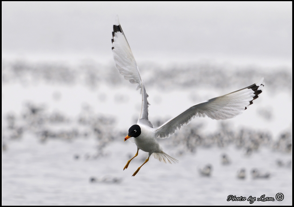 Pallas's Gull 05.jpg