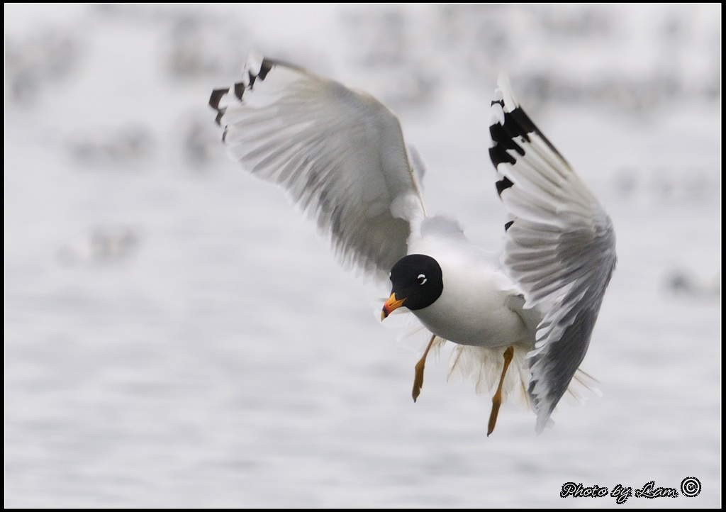 Pallas's Gull 07.jpg