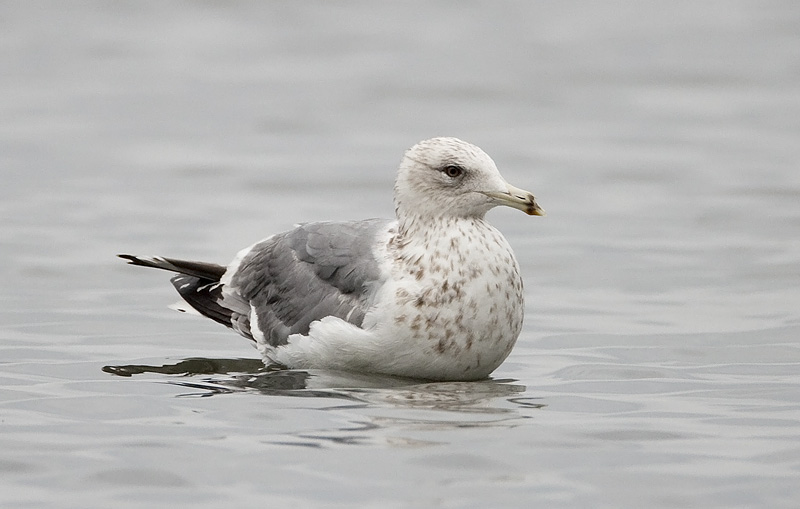 Vega gull?.jpg