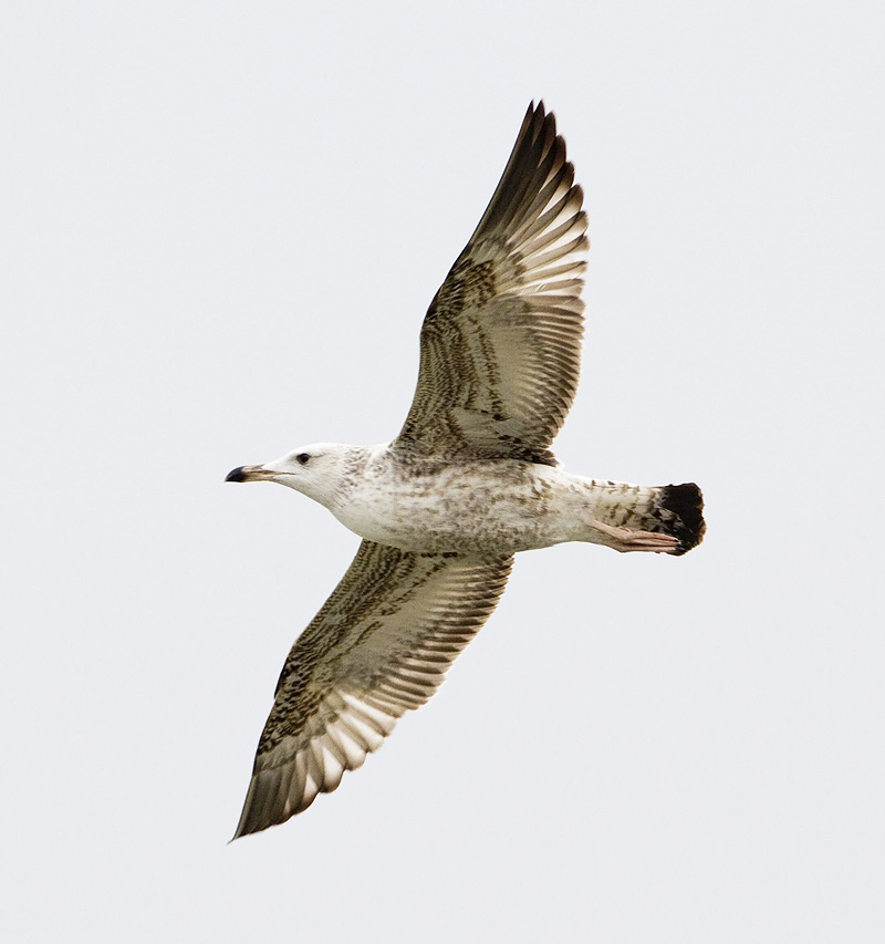 Gull 2.jpg