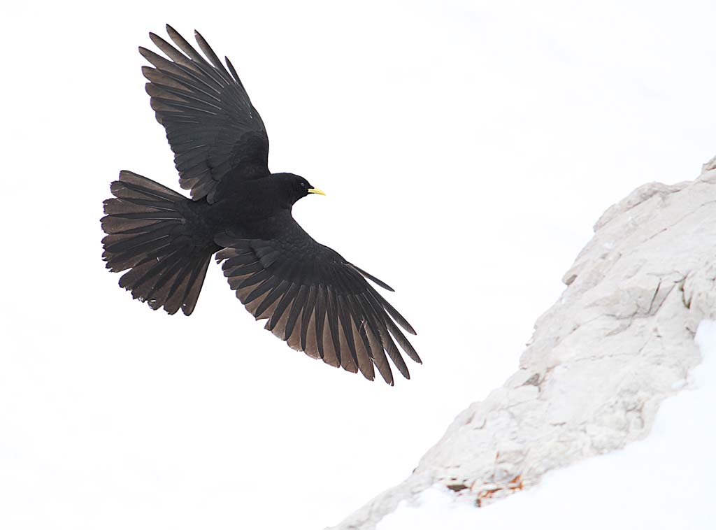 Alpine Chough c.jpg