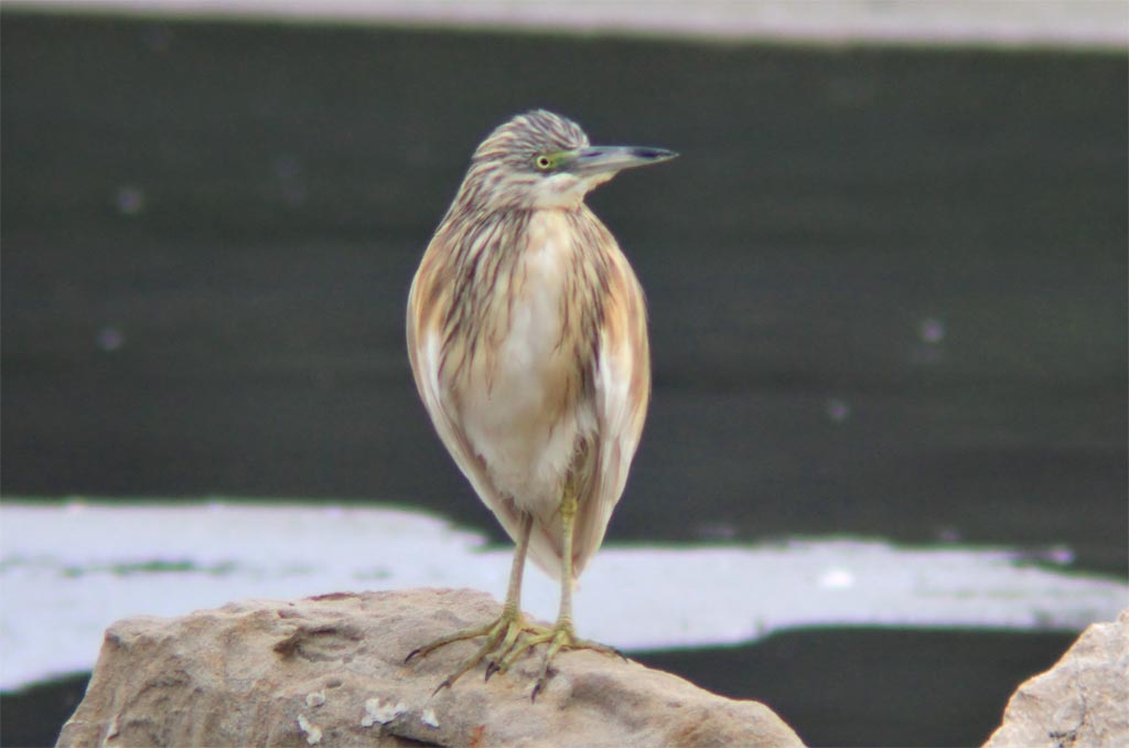 Squacco Heron.jpg