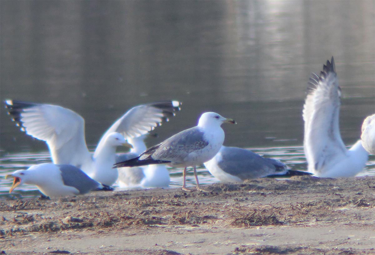 unknown gull c.jpg