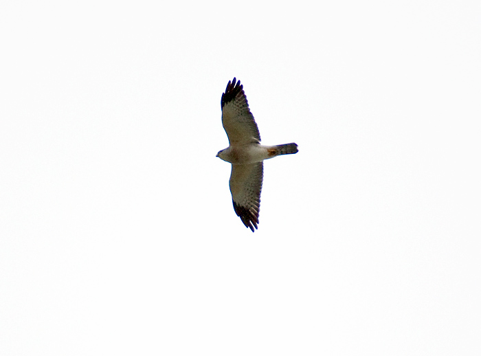 Chinese goshawk 1.jpg